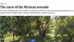 Mexico’s avocados: curbing the thirst for ‘green gold’ Instructional Video