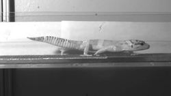 The need for speed! (2) Instructional Video