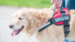 Paws and Letters: Discovering Dogs F to J Instructional Video