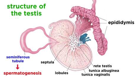 The Human Reproductive System