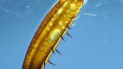 Legs of an Insect Stock Footage