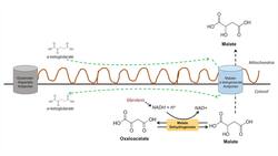 Malate-Aspartate Shuttle Instructional Video