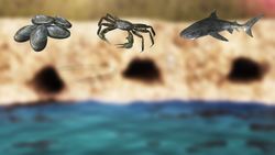 Neanderthal seafood Instructional Video