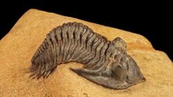 Exploring the Paleozoic Era: From Cambrian Explosion to the Great Dying Instructional Video