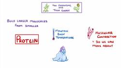 GCSE Biology - Respiration #21 Instructional Video