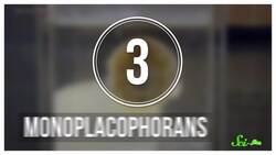 7 Animals We Used to Think Were Extinct (But Aren't!) Instructional Video