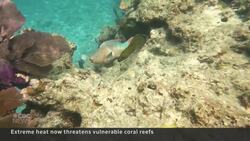 Scientists scramble to save Florida coral reefs from heat event News Clip