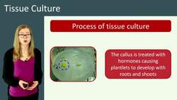 Tissue Culture: Growing Identical Cells for Plant Breeding and Medical Research Instructional Video
