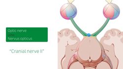 Optic nerve Instructional Video