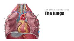 Lateral view of the lungs Instructional Video