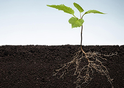 Parts of a Plant - Plant Components Instructional Video