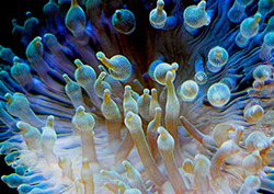 Oceans: The Deep Blue Instructional Video