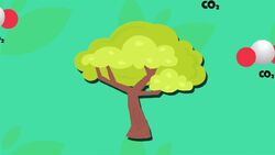 I WONDER - How Do Trees Help Climate Change? Instructional Video