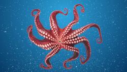 Unveiling the Octopus: Anatomy, Abilities, and Astonishments Instructional Video