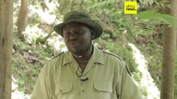 In the DRC, Virunga National Park marks 100 years of conservation and struggle News Clip