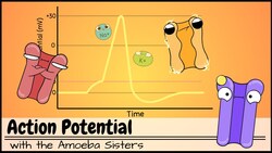 Action Potential Instructional Video