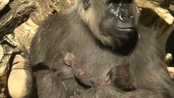 This Newborn Baby Gorilla Is One of the Cutest You’ll Ever See! Instructional Video