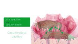 Lingual papillae Instructional Video