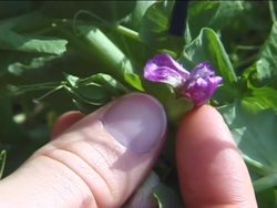 Genetics in Action: Mendel's Work Reviewed Instructional Video