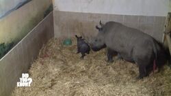 Remarkable Reproductions: The Diverse Gestation Periods in the Animal Kingdom Instructional Video