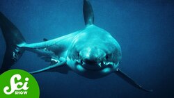 Here’s the Reason Why Megalodon Got Mega Instructional Video