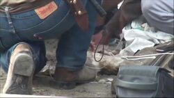 CLEAN : Aussie croc wrangler joins Indonesia bid to save tyre-tied reptile News Clip