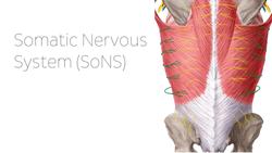 Peripheral nervous system Instructional Video