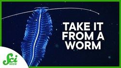 How a Gelatinous Worm Could Inspire Marine Robots Instructional Video