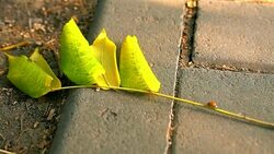 A park. A ladybug on a branch. Running. Close-up. Stock Footage