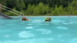 #TheMoment a N.S. business owner made a pool just for dogs News Clip