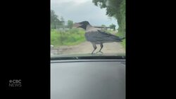 #TheMoment a 2-year-old became friends with a bird named Russell Crow News Clip