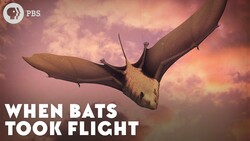 When Bats Took Flight Instructional Video
