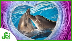 Why Do Animals Have Sex for Pleasure? Instructional Video