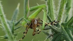 Mantis religiosa eating a wasp spider (Argiope bruennichi) Stock Footage