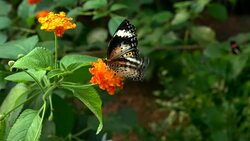 Butterfly Stock Footage