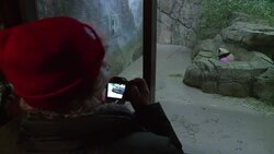 CLEAN : Cute alert as giant panda cub Bao Bao make News Clip