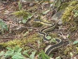 Grouping Living Things: Introduction Instructional Video