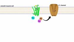 Bronchodilators Part 2: Mechanisms of Action Instructional Video