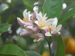 Plants With Flowers: Importance of Flowering Plants Instructional Video