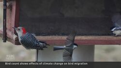 Christmas bird count a gift to ecologists every year since 1900 News Clip