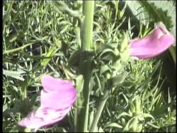 Plant Structure and Function: Introduction Instructional Video