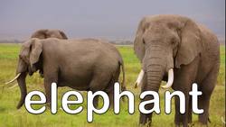 Jungle Animals - Learn Jungle Animals for Kids Instructional Video