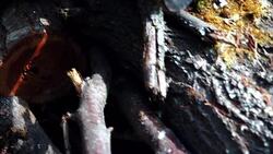 Old firewood pile Stock Footage