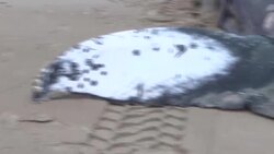 CLEAN : Humpback whale washes up on Channel beach in France News Clip