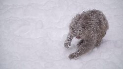 Japanese macaque or snow Japanese monkey with onsen at snow monkey park or Jigokudani Yaen-Koen in Nagano, Japan during the winter season Stock Footage