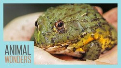 Meet and Greet: African Pixie Frog! Instructional Video