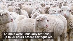 Researchers Think Animals Might Be Able to Predict Earthquakes! Instructional Video