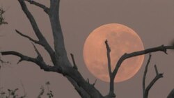 Giant moon setting in the distance, Australia. Time-lapse. Stock Footage