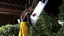 Farmer making sure each hop branch get into the machine Stock Footage
