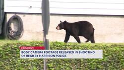 Exclusive bodycam footage released of Harrison police with now-euthanized bear News Clip